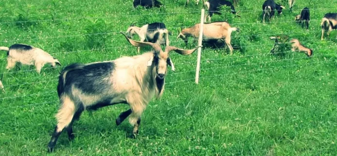 sample-goats.jpg